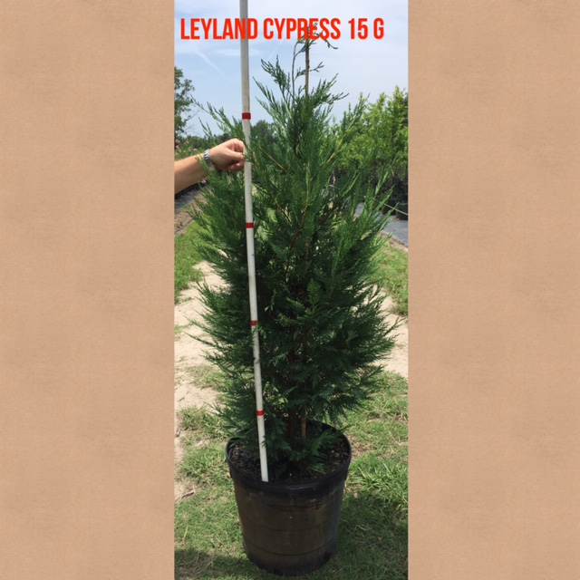 cupressocyparis-leylandii-leyland-cypress-hesperotropsis-leylandii-callitropsis-x-leylandii