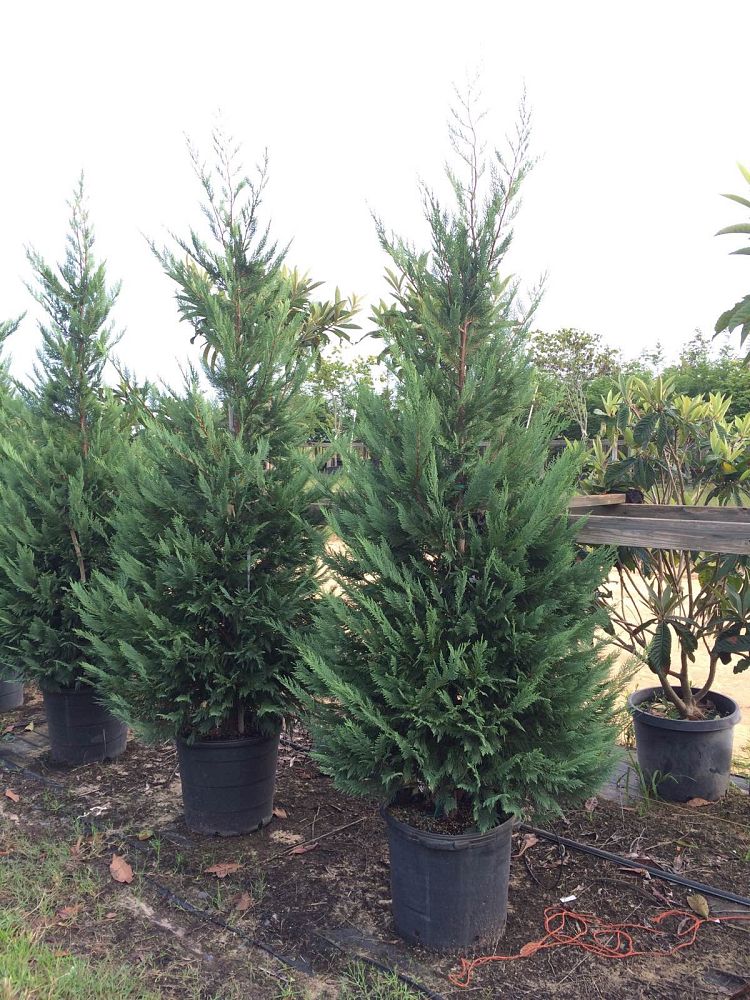 cupressocyparis-leylandii-leyland-cypress-hesperotropsis-leylandii-callitropsis-x-leylandii