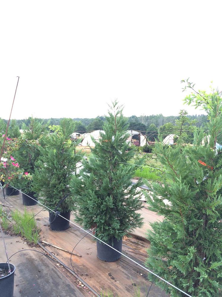 cupressocyparis-leylandii-leyland-cypress-hesperotropsis-leylandii-callitropsis-x-leylandii
