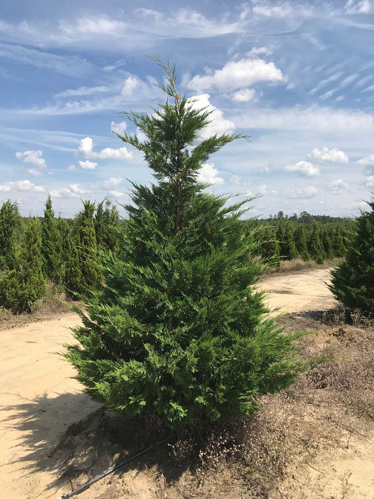 cupressocyparis-leylandii-leyland-cypress-hesperotropsis-leylandii-callitropsis-x-leylandii