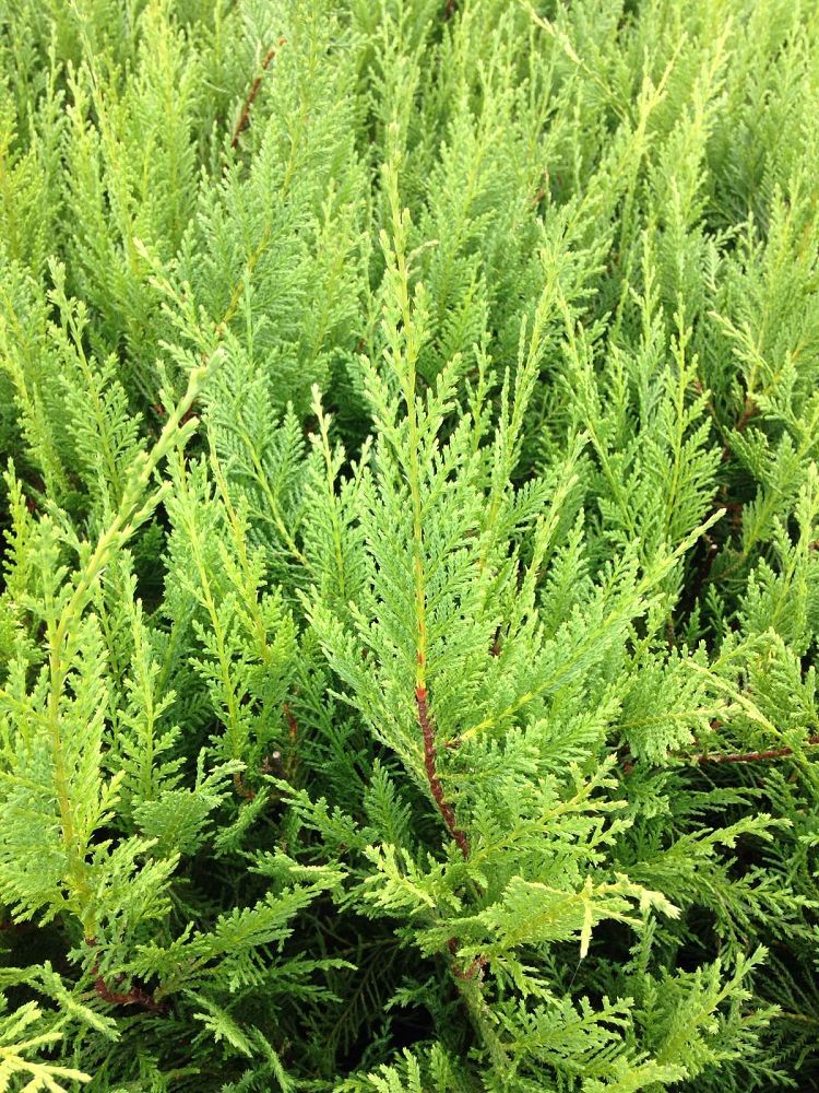 Griffith Propagation Nursery, Inc.