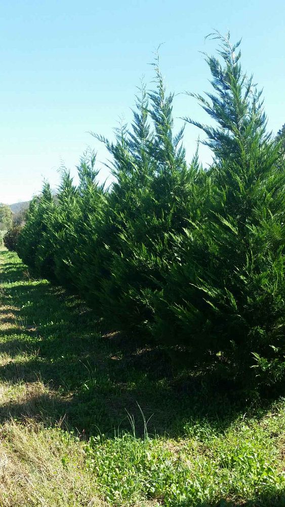 cupressocyparis-leylandii-leyland-cypress-hesperotropsis-leylandii-callitropsis-x-leylandii