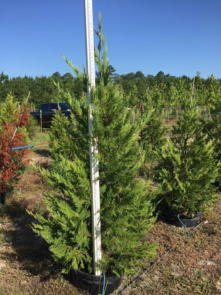 cupressocyparis-leylandii-leyland-cypress-hesperotropsis-leylandii-callitropsis-x-leylandii