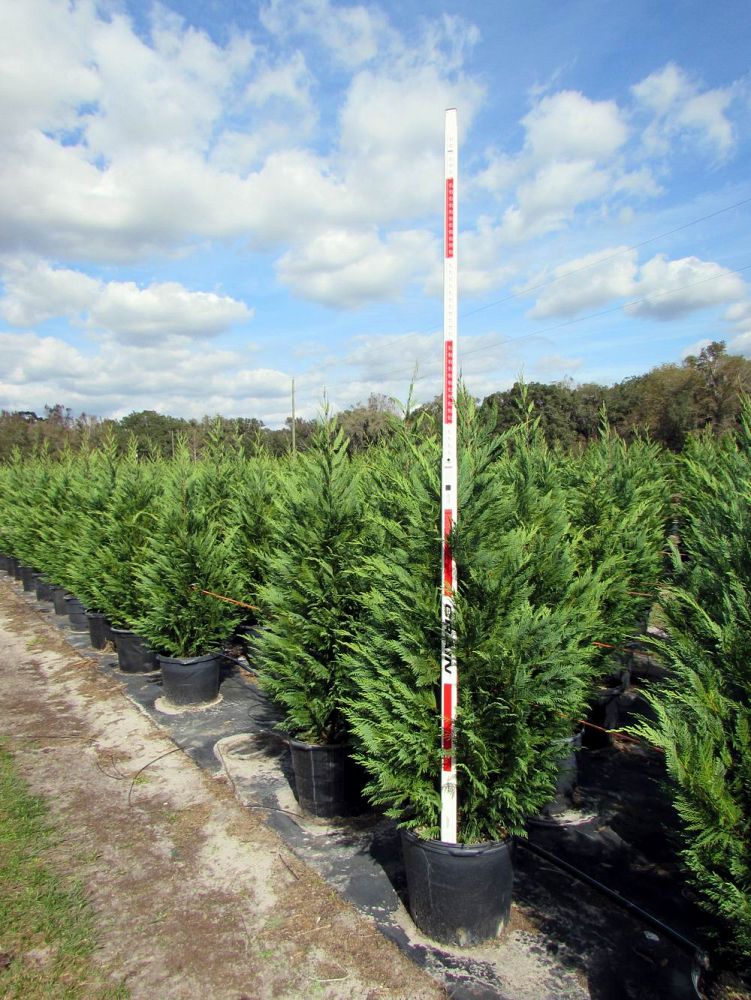 cupressocyparis-leylandii-leyland-cypress-hesperotropsis-leylandii-callitropsis-x-leylandii