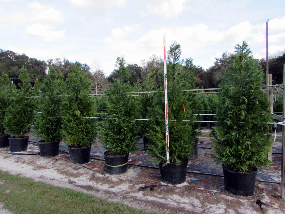 cupressocyparis-leylandii-leyland-cypress-hesperotropsis-leylandii-callitropsis-x-leylandii
