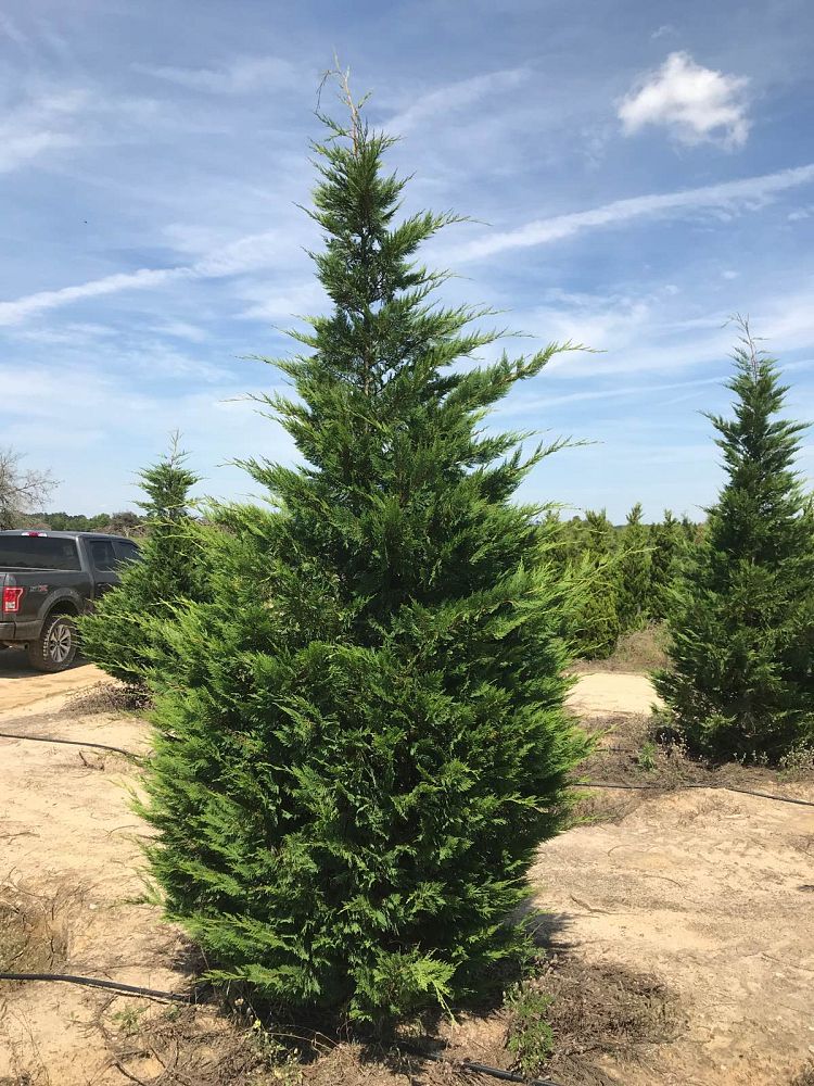 cupressocyparis-leylandii-leyland-cypress-hesperotropsis-leylandii-callitropsis-x-leylandii