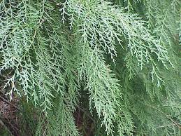 cupressocyparis-leylandii-leyland-cypress-hesperotropsis-leylandii-callitropsis-x-leylandii