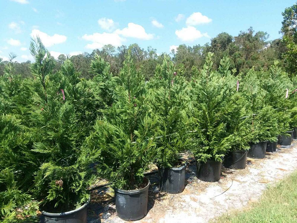 cupressocyparis-leylandii-leyland-cypress-hesperotropsis-leylandii-callitropsis-x-leylandii