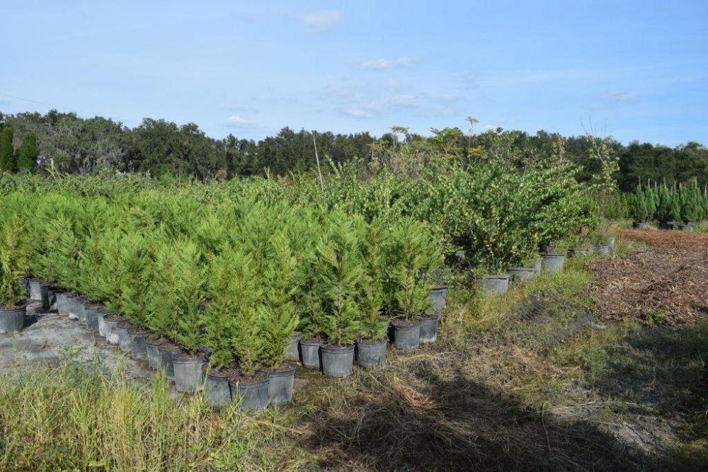 cupressocyparis-leylandii-leyland-cypress-hesperotropsis-leylandii-callitropsis-x-leylandii