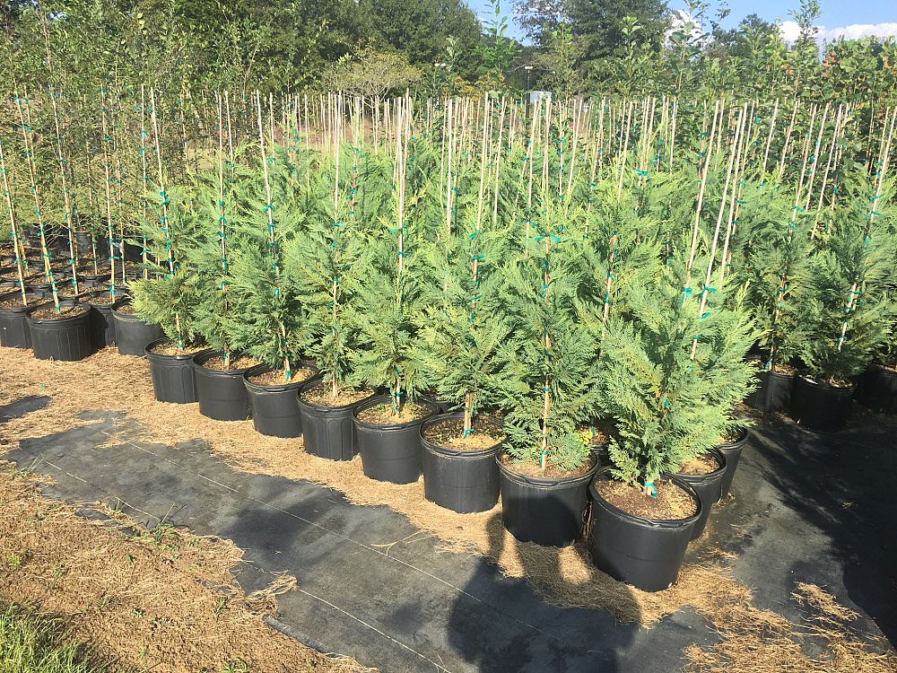 cupressocyparis-leylandii-leyland-cypress-hesperotropsis-leylandii-callitropsis-x-leylandii