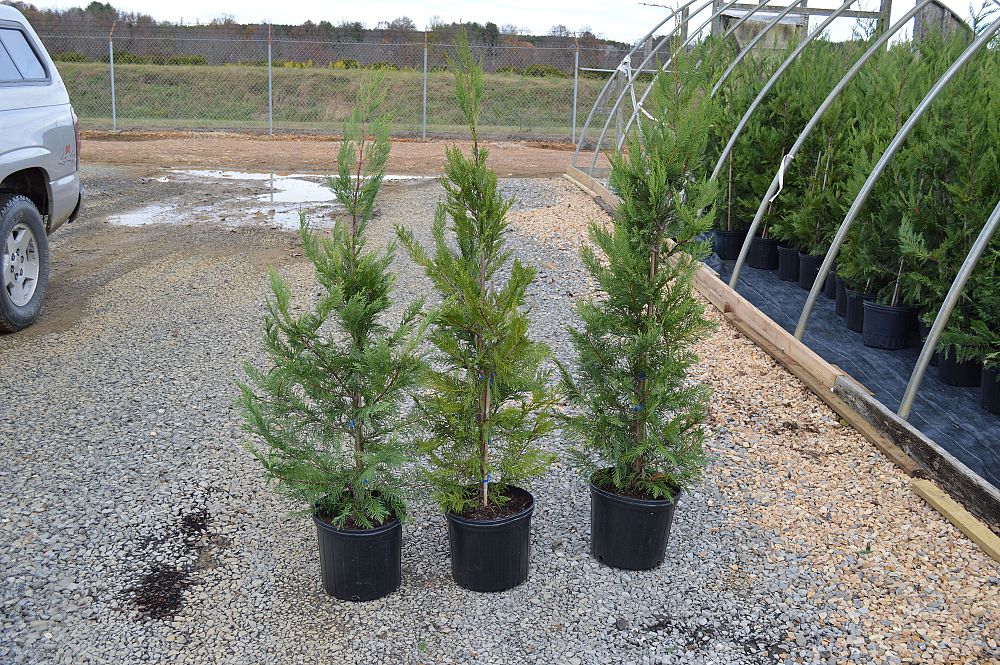 cupressocyparis-leylandii-leyland-cypress-hesperotropsis-leylandii-callitropsis-x-leylandii