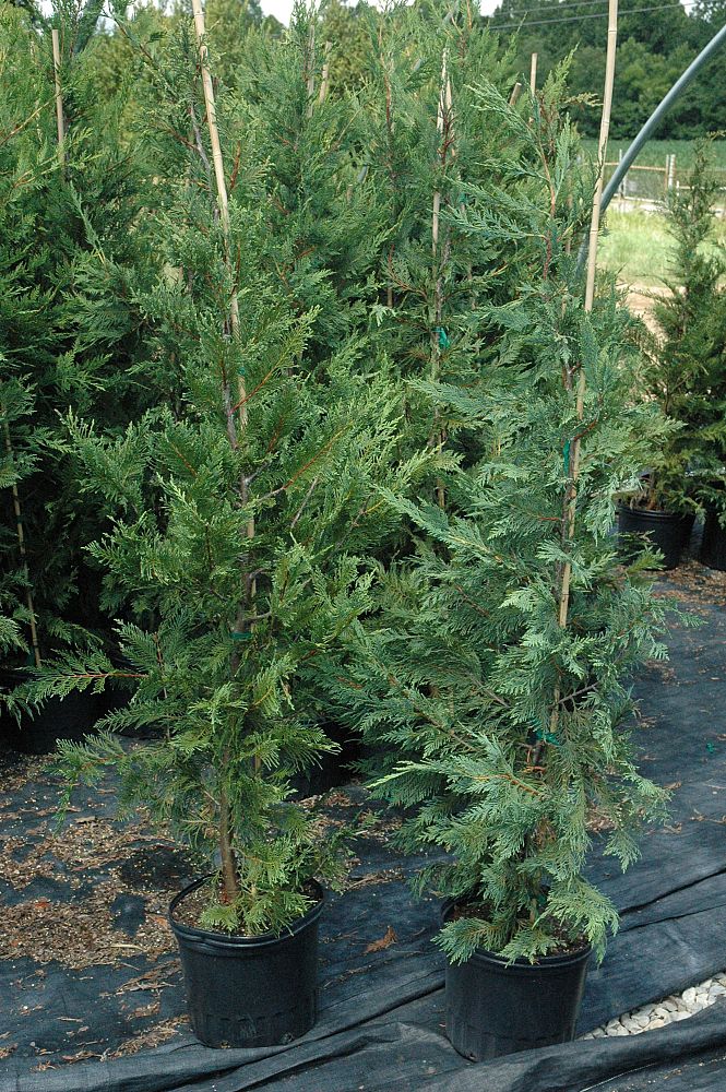 cupressocyparis-leylandii-leyland-cypress-hesperotropsis-leylandii-callitropsis-x-leylandii