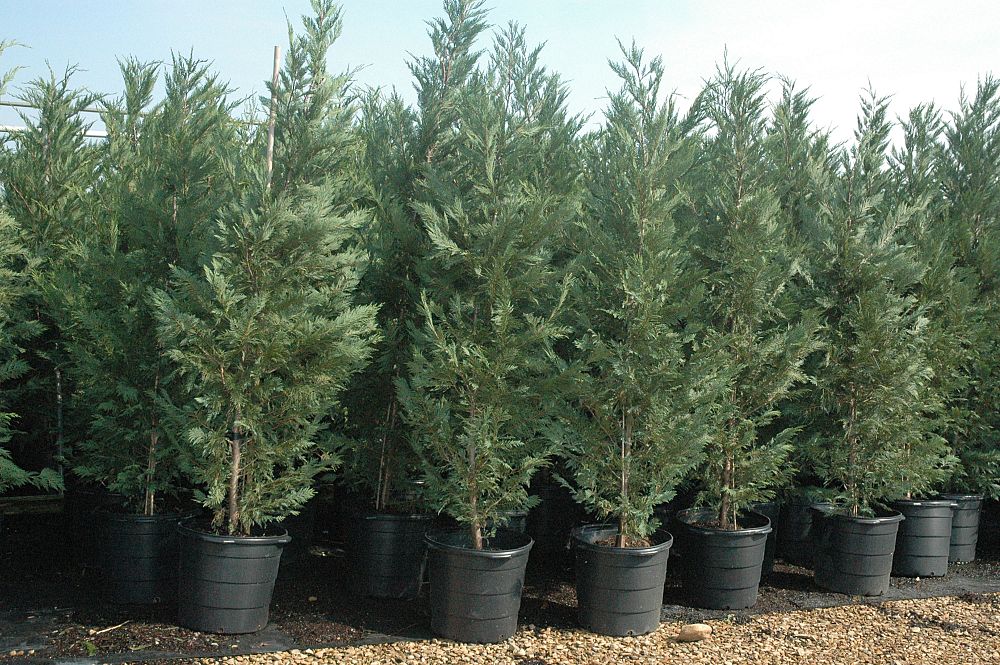 cupressocyparis-leylandii-leyland-cypress-hesperotropsis-leylandii-callitropsis-x-leylandii