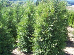 cupressocyparis-leylandii-leyland-cypress-hesperotropsis-leylandii-callitropsis-x-leylandii