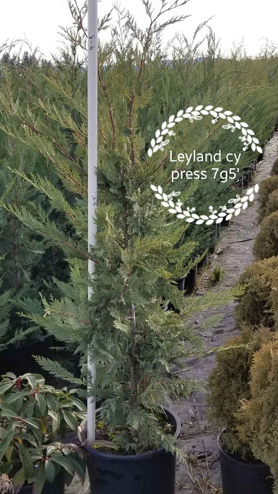 cupressocyparis-leylandii-leyland-cypress-hesperotropsis-leylandii-callitropsis-x-leylandii