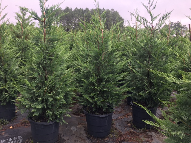 cupressocyparis-leylandii-leyland-cypress-hesperotropsis-leylandii-callitropsis-x-leylandii