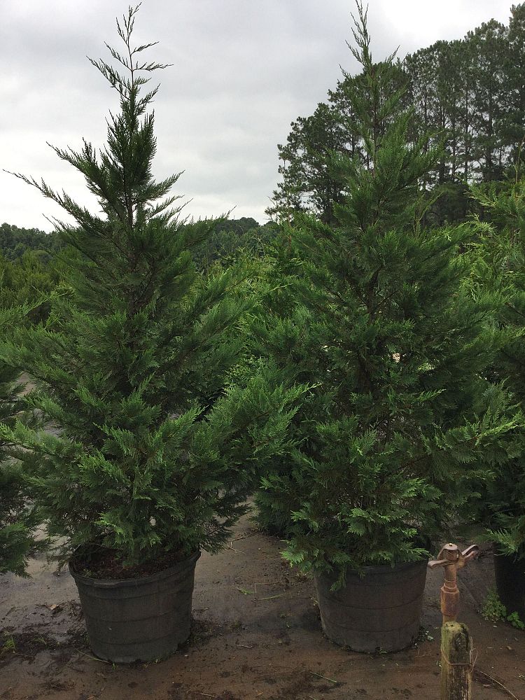 cupressocyparis-leylandii-leyland-cypress-hesperotropsis-leylandii-callitropsis-x-leylandii