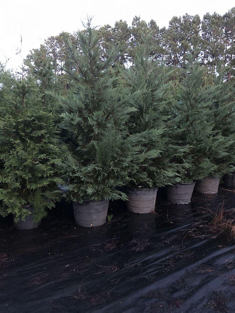 cupressocyparis-leylandii-leyland-cypress-hesperotropsis-leylandii-callitropsis-x-leylandii