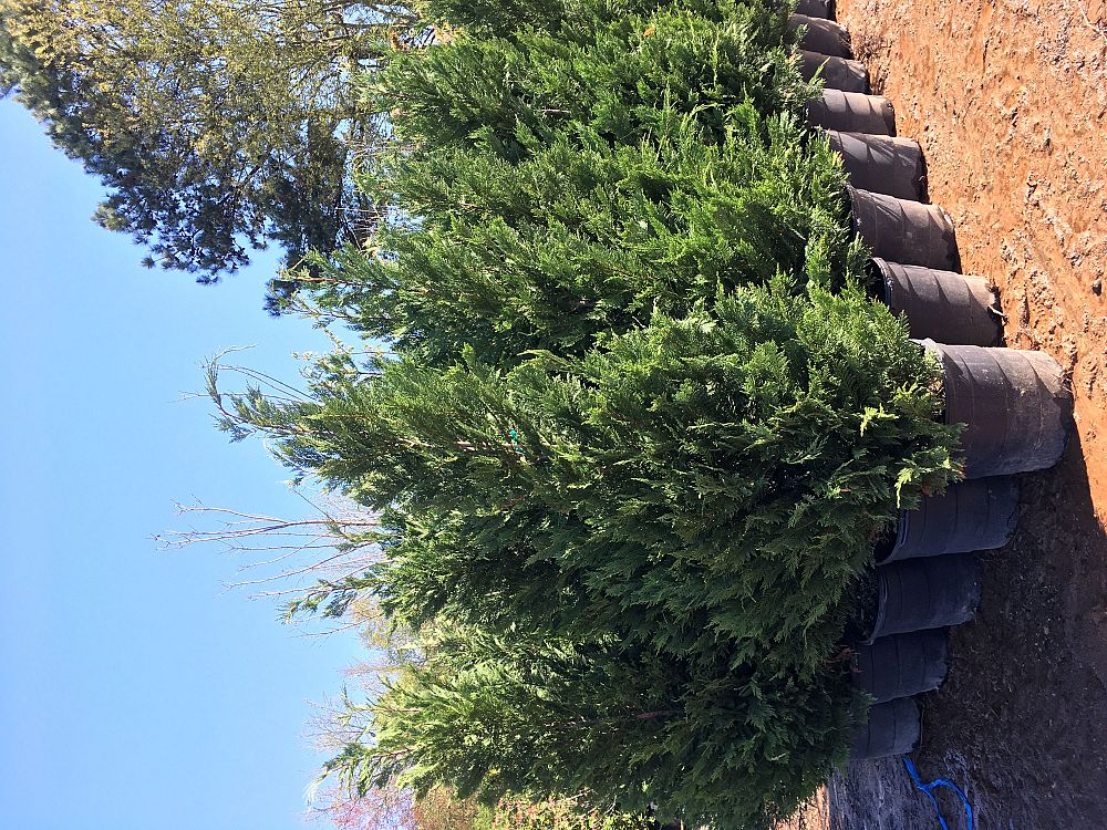 cupressocyparis-leylandii-leyland-cypress-hesperotropsis-leylandii-callitropsis-x-leylandii