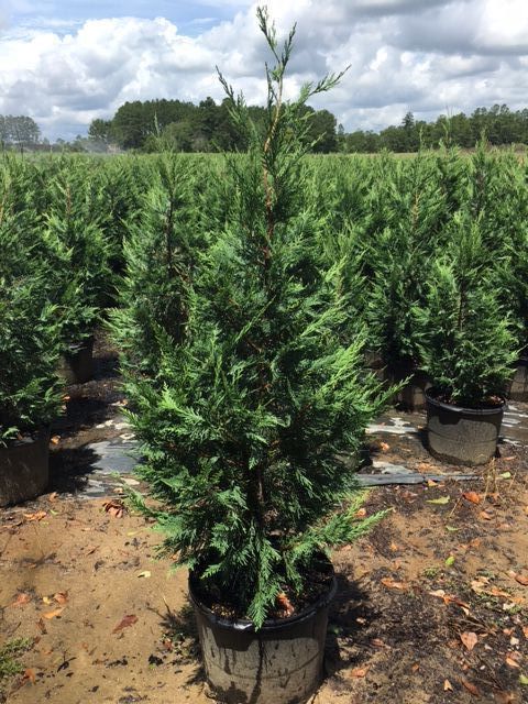 cupressocyparis-leylandii-leyland-cypress-hesperotropsis-leylandii-callitropsis-x-leylandii