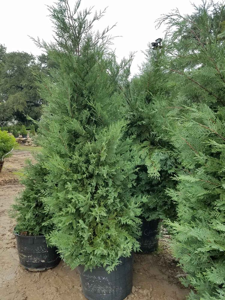 cupressocyparis-leylandii-leyland-cypress-hesperotropsis-leylandii-callitropsis-x-leylandii