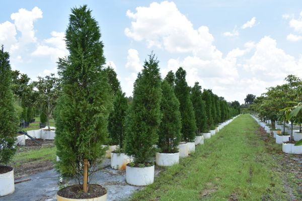 cupressocyparis-leylandii-leyland-cypress-hesperotropsis-leylandii-callitropsis-x-leylandii
