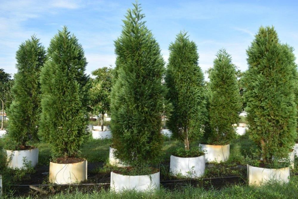 cupressocyparis-leylandii-leyland-cypress-hesperotropsis-leylandii-callitropsis-x-leylandii