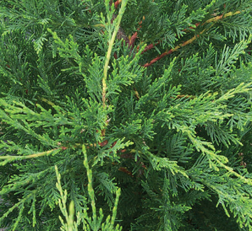 cupressocyparis-leylandii-leyland-cypress-hesperotropsis-leylandii-callitropsis-x-leylandii