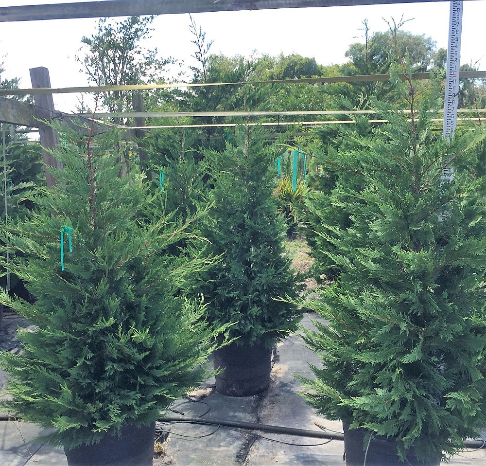 cupressocyparis-leylandii-leyland-cypress-hesperotropsis-leylandii-callitropsis-x-leylandii