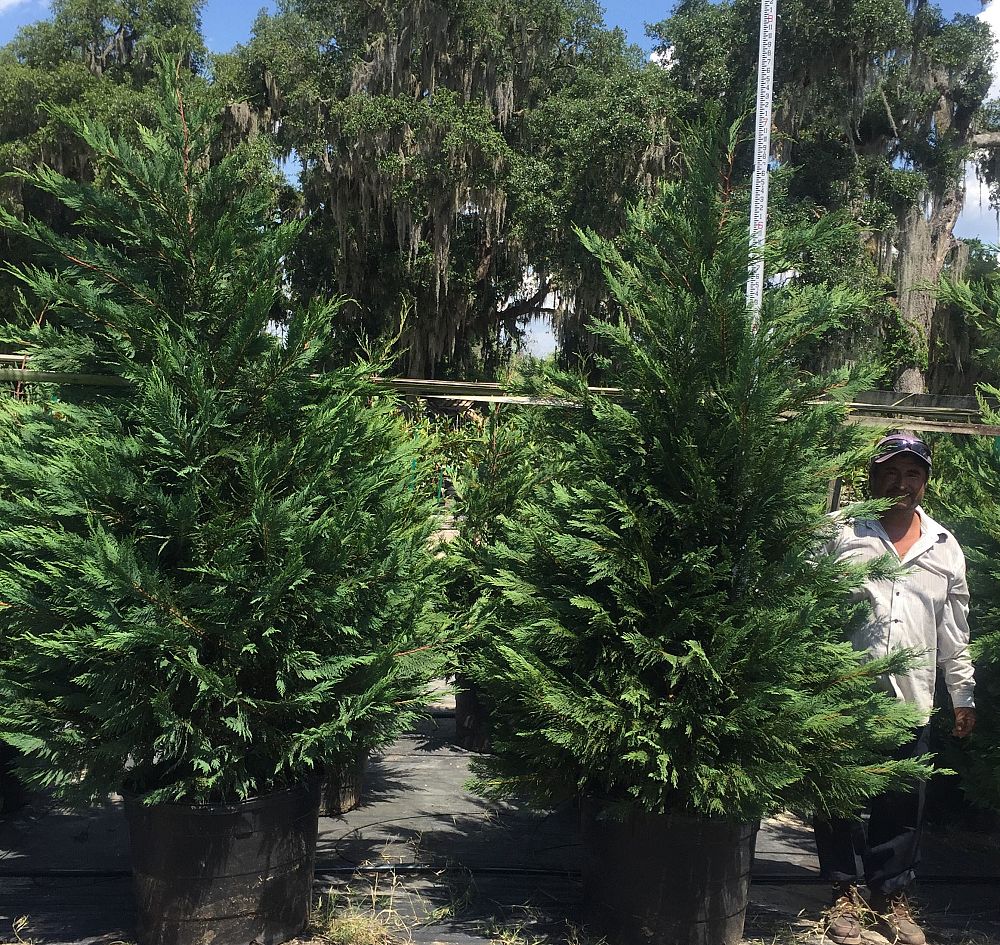 cupressocyparis-leylandii-leyland-cypress-hesperotropsis-leylandii-callitropsis-x-leylandii