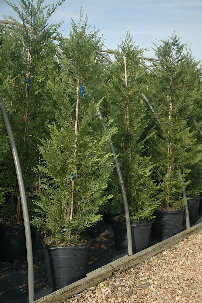 cupressocyparis-leylandii-leyland-cypress-hesperotropsis-leylandii-callitropsis-x-leylandii