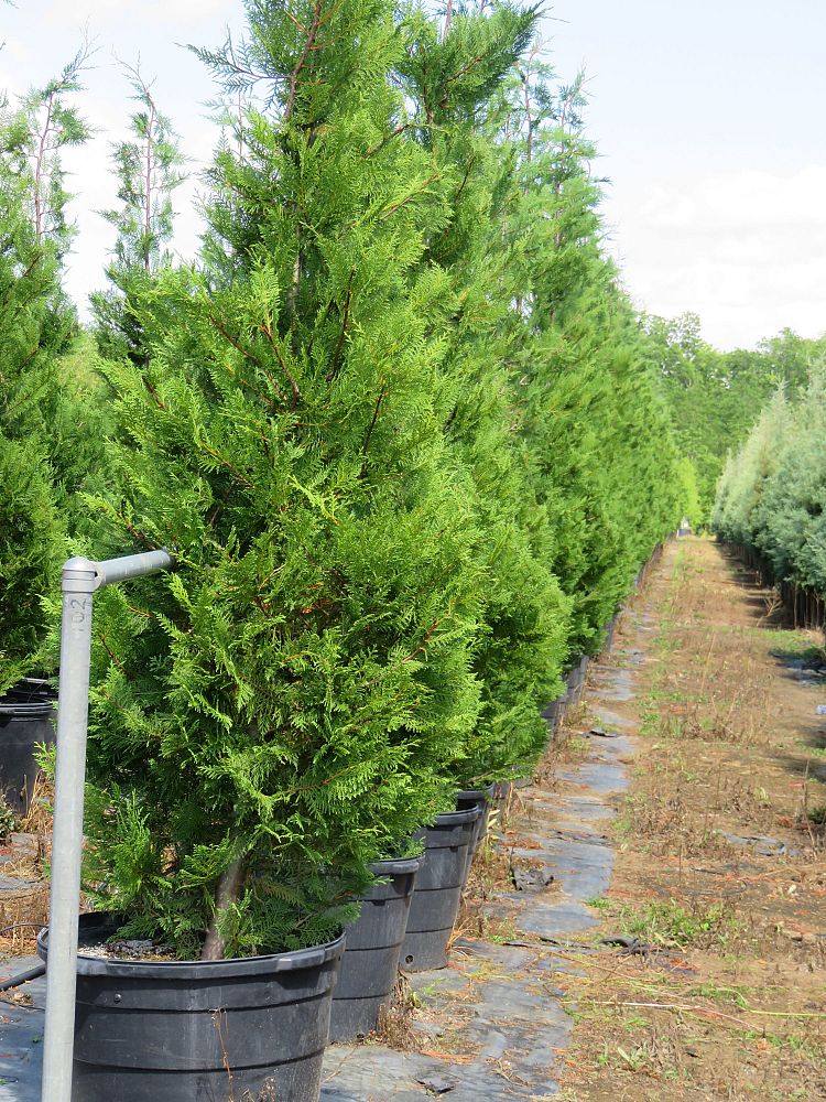 cupressocyparis-leylandii-leyland-cypress-hesperotropsis-leylandii-callitropsis-x-leylandii