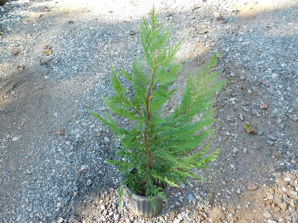 cupressocyparis-leylandii-leyland-cypress-hesperotropsis-leylandii-callitropsis-x-leylandii