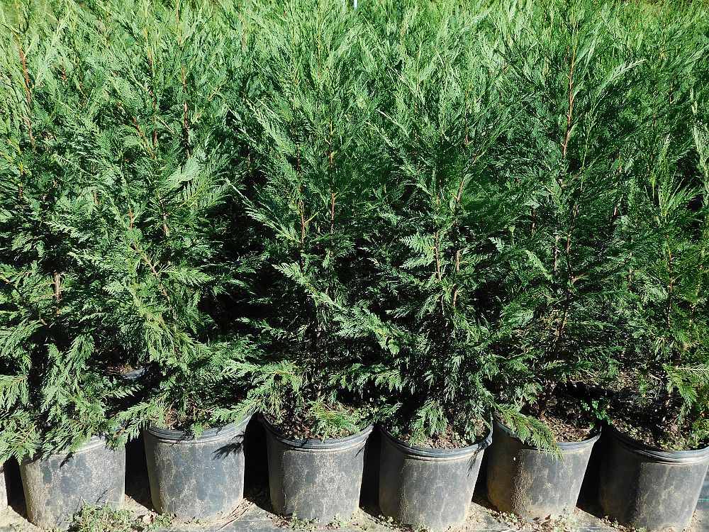 cupressocyparis-leylandii-leyland-cypress-hesperotropsis-leylandii-callitropsis-x-leylandii