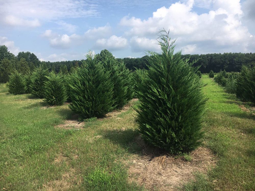 cupressocyparis-leylandii-leyland-cypress-hesperotropsis-leylandii-callitropsis-x-leylandii