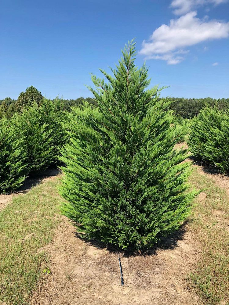 cupressocyparis-leylandii-leyland-cypress-hesperotropsis-leylandii-callitropsis-x-leylandii