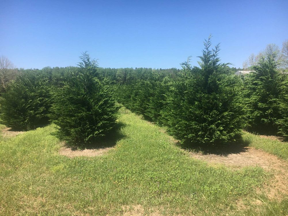 cupressocyparis-leylandii-leyland-cypress-hesperotropsis-leylandii-callitropsis-x-leylandii