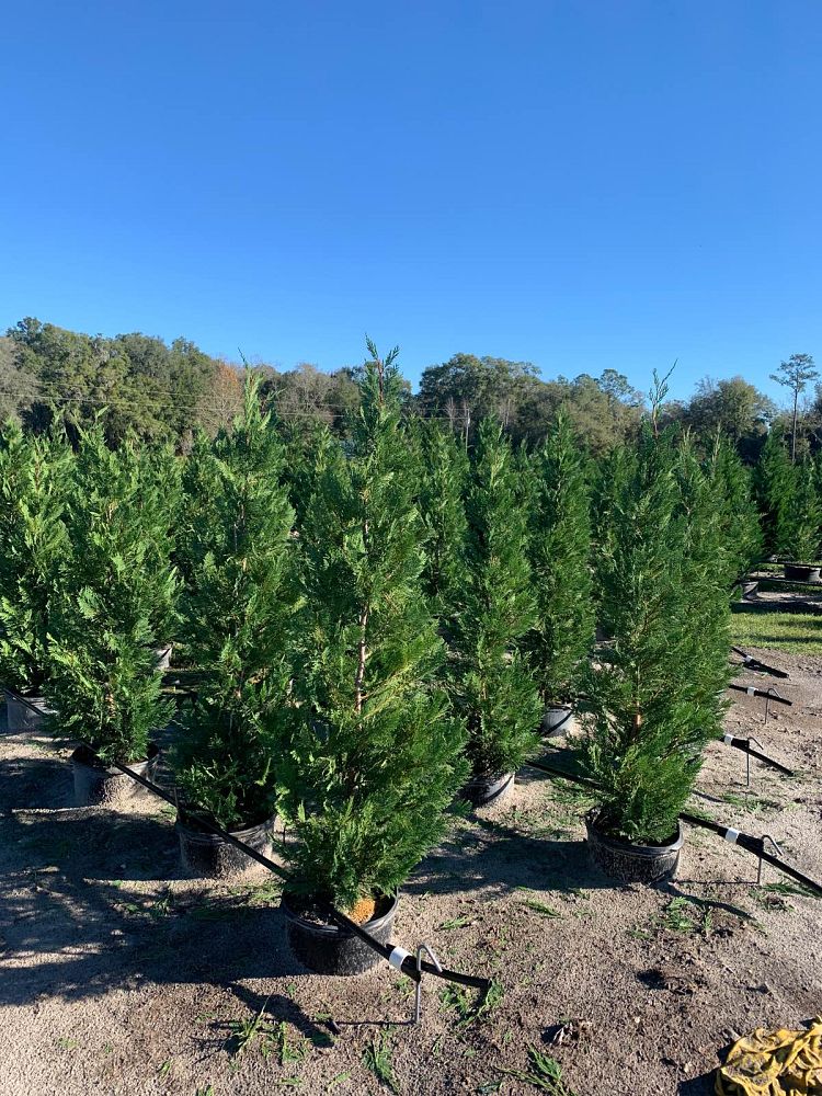 cupressocyparis-leylandii-leyland-cypress-hesperotropsis-leylandii-callitropsis-x-leylandii