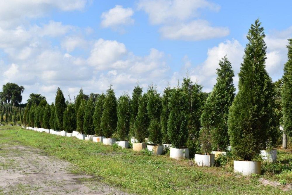 cupressocyparis-leylandii-leyland-cypress-hesperotropsis-leylandii-callitropsis-x-leylandii
