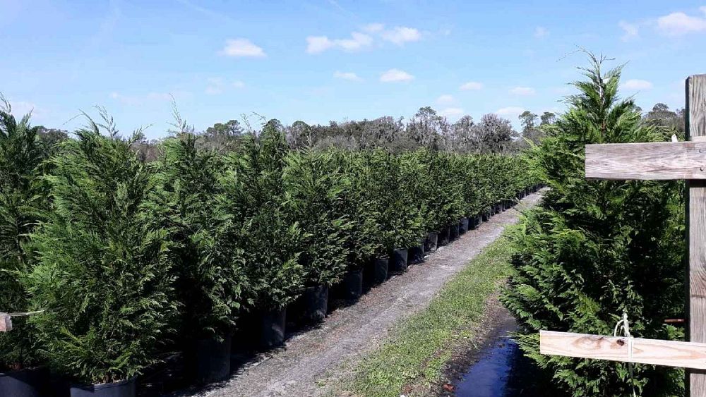 cupressocyparis-leylandii-leyland-cypress-hesperotropsis-leylandii-callitropsis-x-leylandii