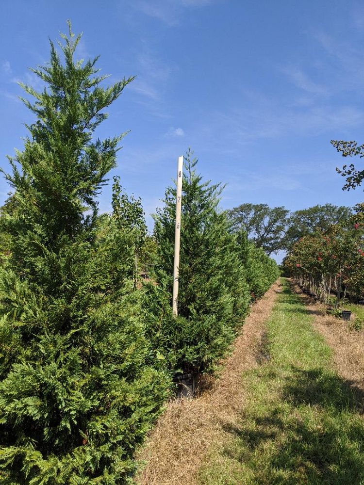 cupressocyparis-leylandii-leyland-cypress-hesperotropsis-leylandii-callitropsis-x-leylandii