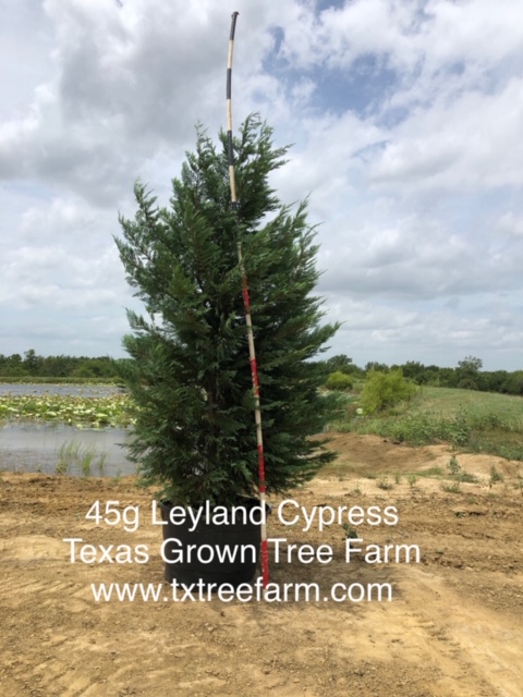 cupressocyparis-leylandii-leyland-cypress-hesperotropsis-leylandii-callitropsis-x-leylandii