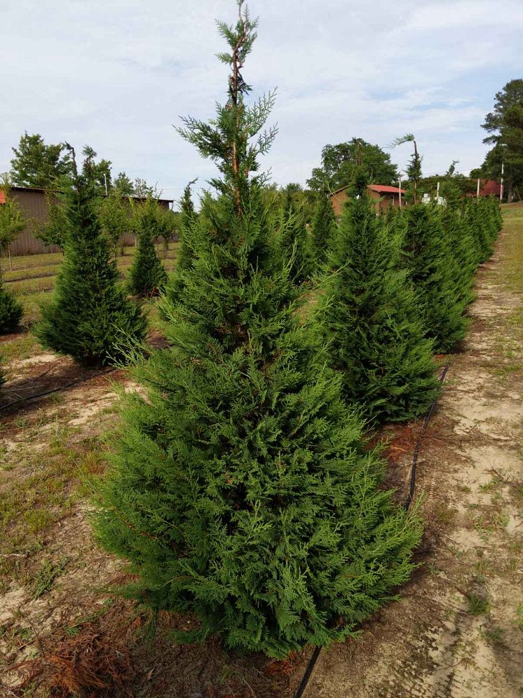 cupressocyparis-leylandii-leyland-cypress-hesperotropsis-leylandii-callitropsis-x-leylandii