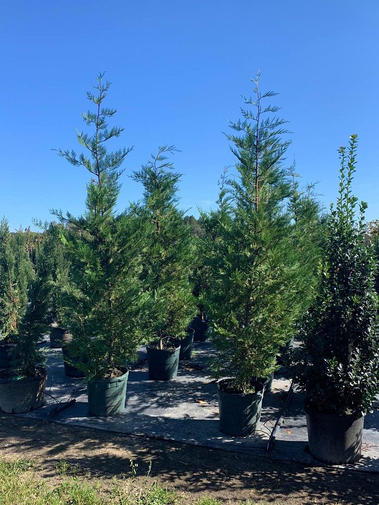 cupressocyparis-leylandii-leyland-cypress-hesperotropsis-leylandii-callitropsis-x-leylandii