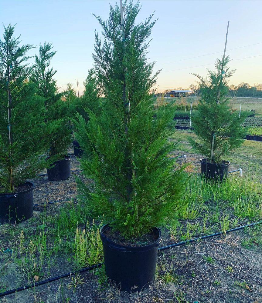 cupressocyparis-leylandii-leyland-cypress-hesperotropsis-leylandii-callitropsis-x-leylandii