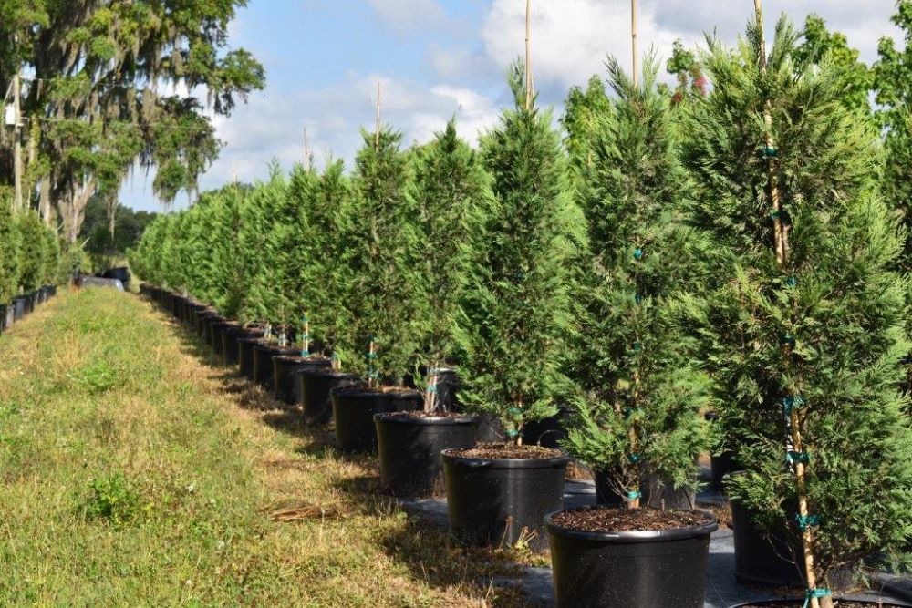 cupressocyparis-leylandii-leyland-cypress-hesperotropsis-leylandii-callitropsis-x-leylandii