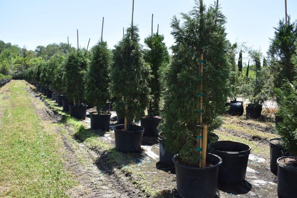 cupressocyparis-leylandii-leyland-cypress-hesperotropsis-leylandii-callitropsis-x-leylandii