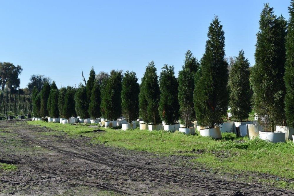 cupressocyparis-leylandii-leyland-cypress-hesperotropsis-leylandii-callitropsis-x-leylandii