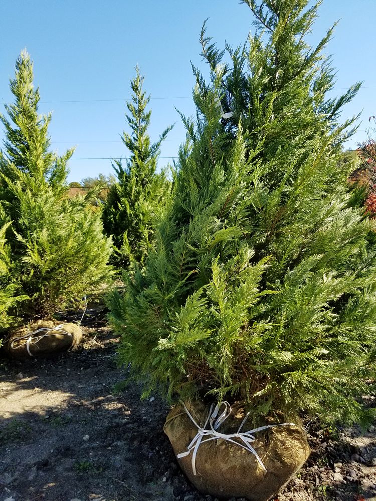 cupressocyparis-leylandii-leyland-cypress-hesperotropsis-leylandii-callitropsis-x-leylandii