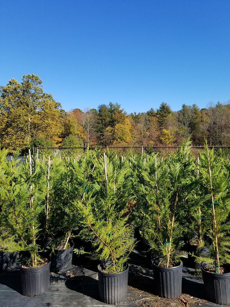 cupressocyparis-leylandii-leyland-cypress-hesperotropsis-leylandii-callitropsis-x-leylandii